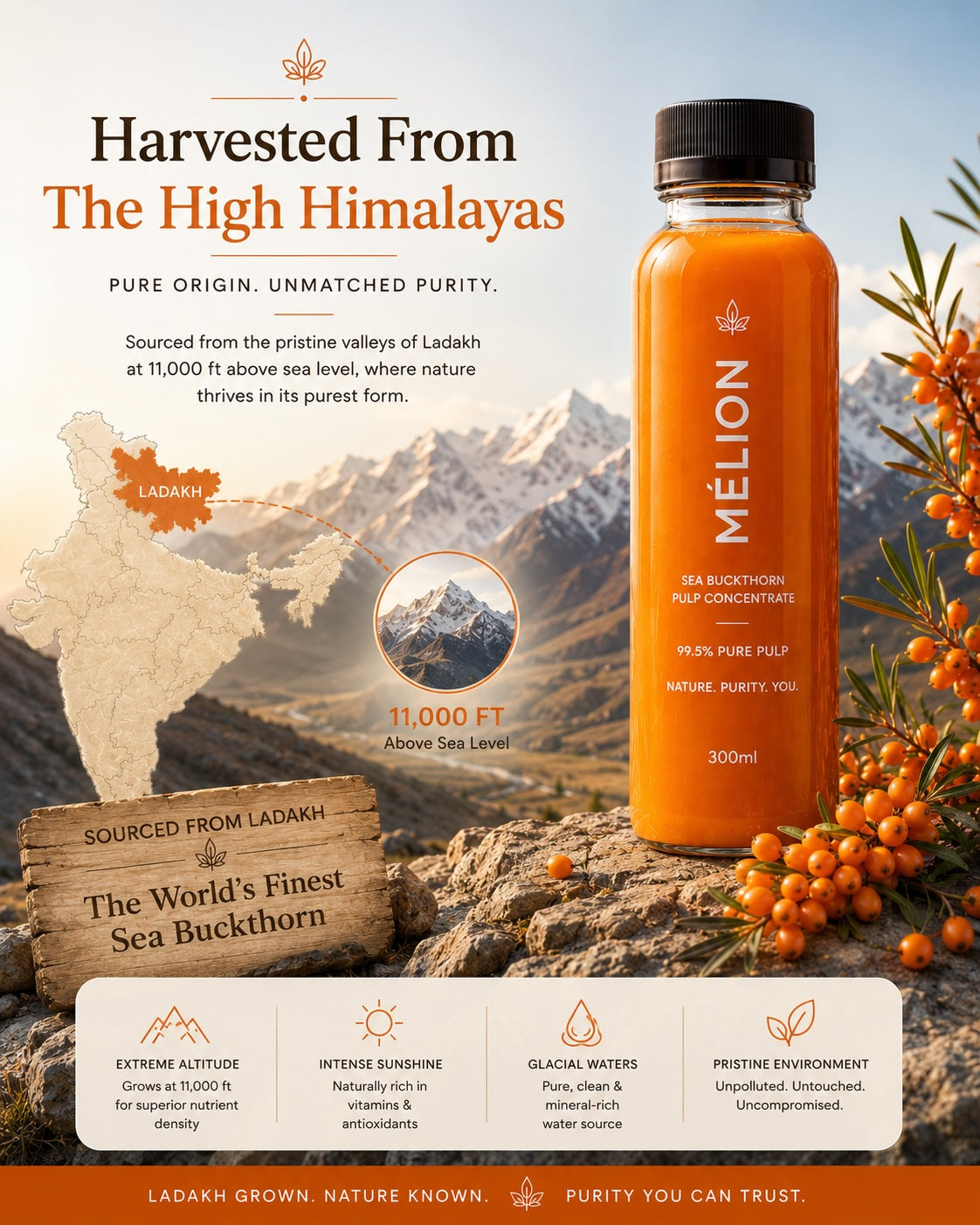 MÉLION Sea Buckthorn Concentrate